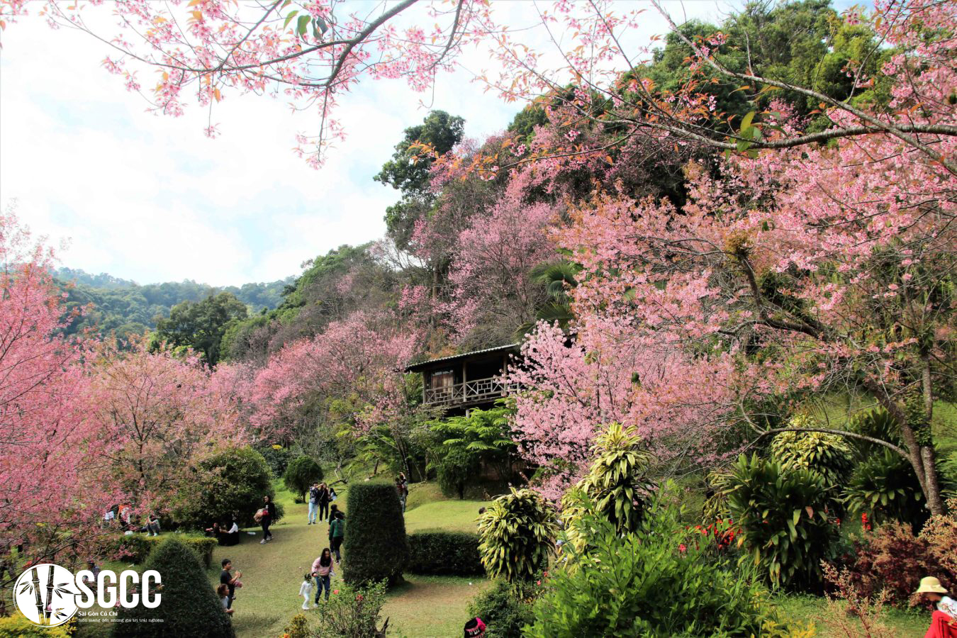 Vẻ đẹp rừng hoa anh đào nổi tiếng tại Thái Lan