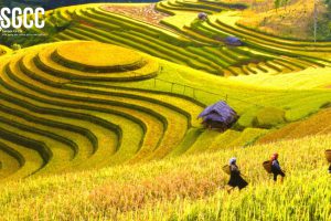 Check in cảnh đẹp ngỡ ngàng mùa lúa chín ở Tây Bắc
