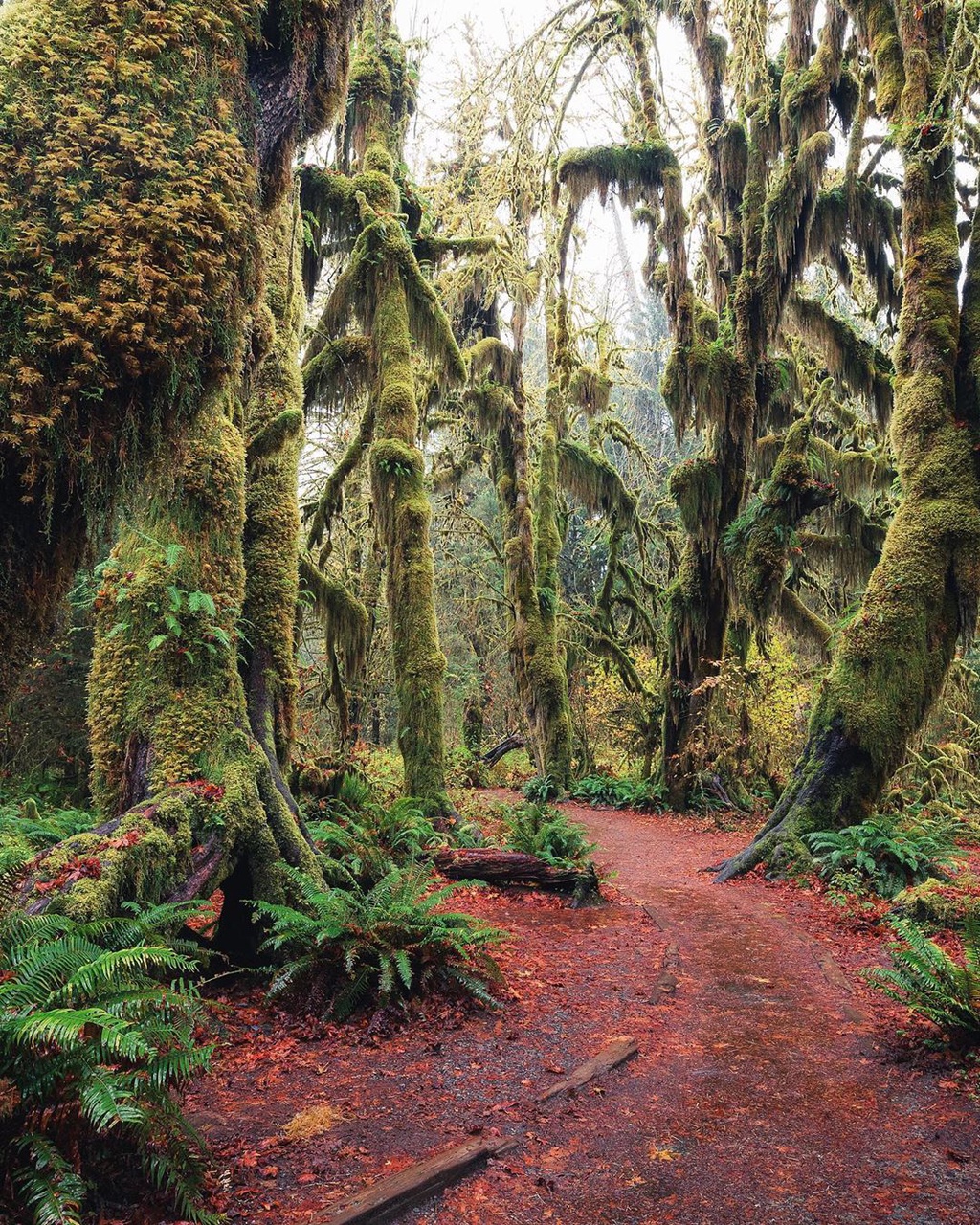 Lạc vào thế giới cổ tích kỳ bí ở cánh rừng nước Mỹ