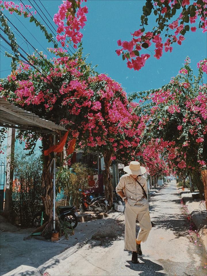 Cung đường hoa giấy đẹp ngỡ ngàng ở Nha Trang