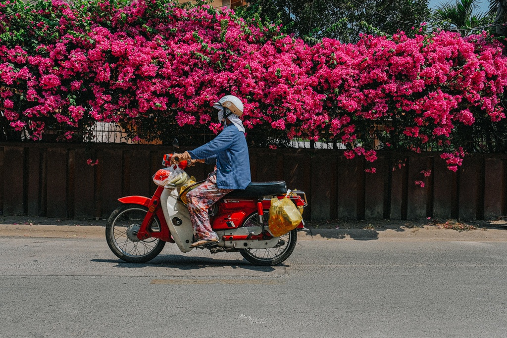 Hoa giấy khoe sắc trên góc phố Sài thành