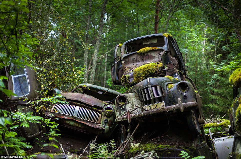 Những nghĩa địa xe hơi ẩn mình trong rừng rậm hút khách