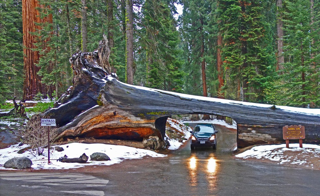 3 vườn quốc gia Mỹ sở hữu rừng cây gỗ đỏ cao nhất thế giới