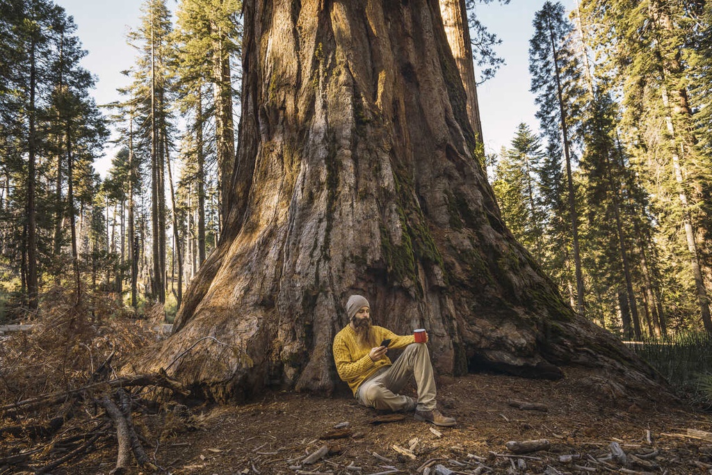 3 vườn quốc gia Mỹ sở hữu rừng cây gỗ đỏ cao nhất thế giới