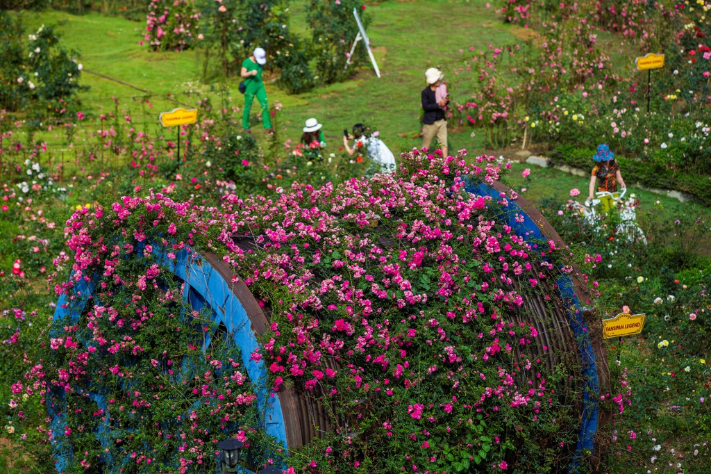 Lạc giữa thung lũng hoa lớn nhất Việt Nam ở Sa Pa