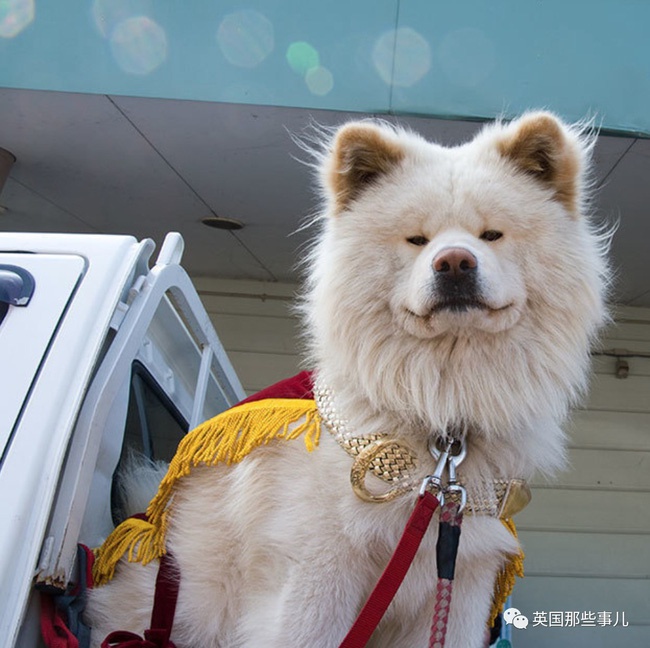 Cuộc đời chú chó đại sứ du lịch Nhật Bản vừa ra đi ở tuổi 13