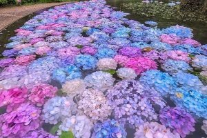 Hồ hoa cẩm tú cầu ở Osaka