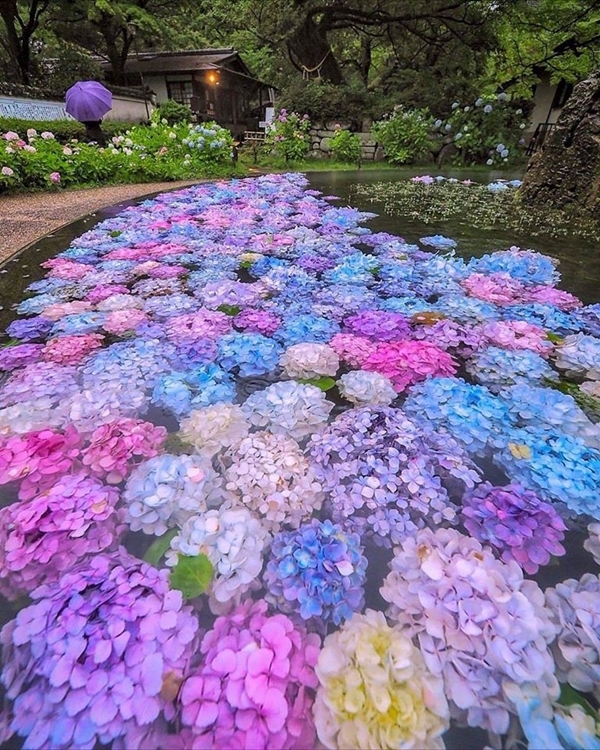 Hồ hoa cẩm tú cầu ở Osaka