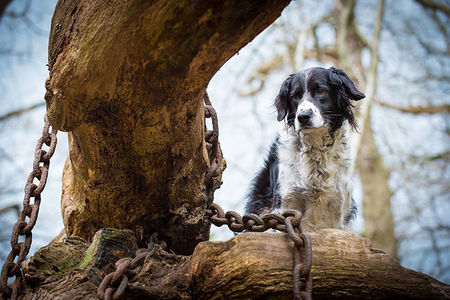 Truyền thuyết về những sợi xích kỳ lạ bao quanh cây sồi cổ thụ ở Anh