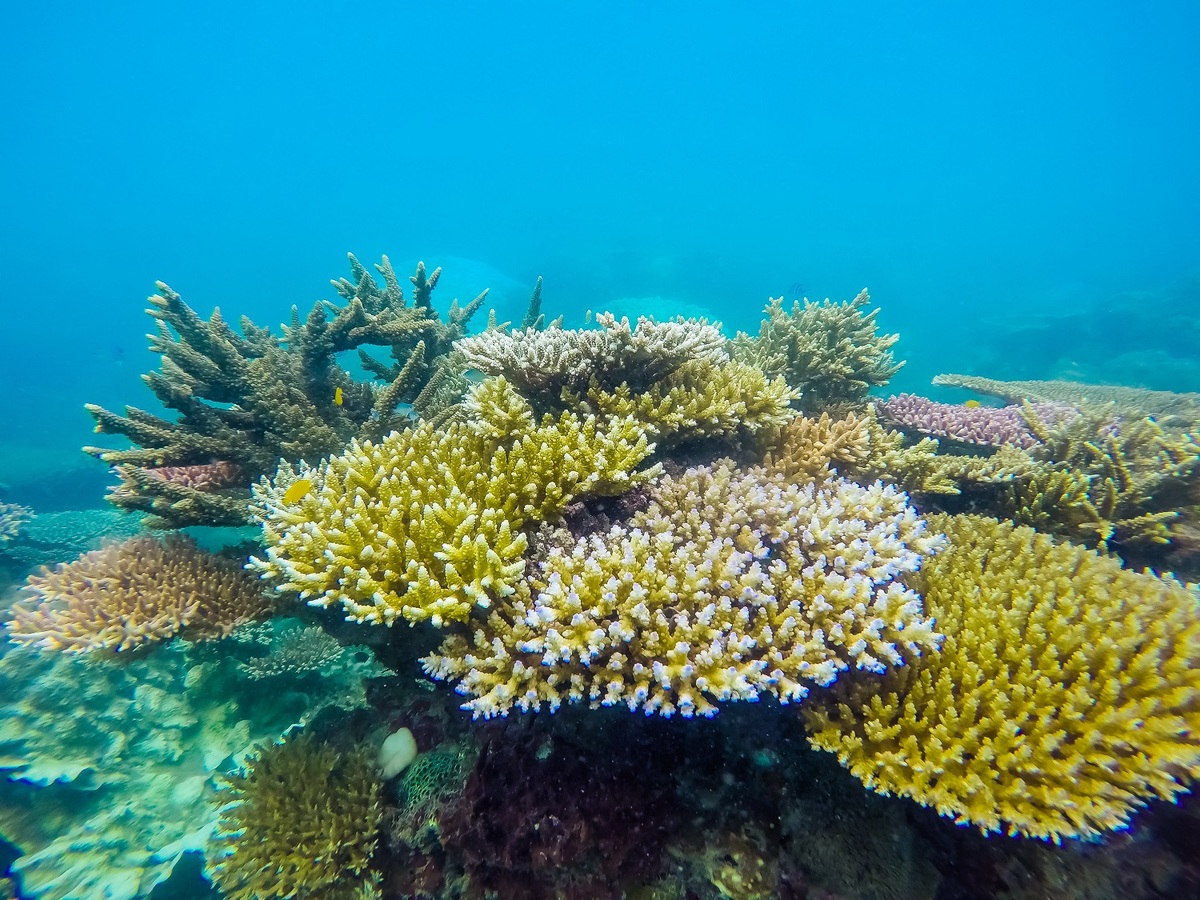 Cột san hô khổng lồ ở Côn Đảo