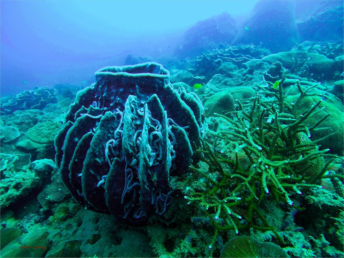 Cột san hô khổng lồ ở Côn Đảo