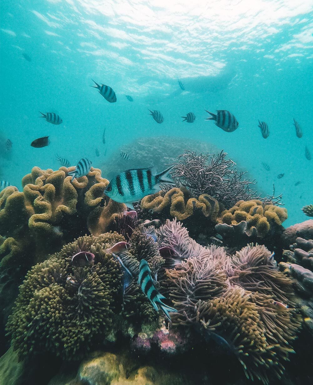 Trải nghiệm lặn biển ngắm san hô trên đảo ngọc Phú Quốc