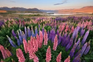 Ngất ngây với vẻ đẹp của hoa Lupins bên hồ Tekapo