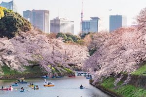 Những điểm ngắm hoa anh đào ở Nhật Bản