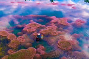 “Hồ tảo hồng” đẹp như tranh vẽ tại Lâm Đồng