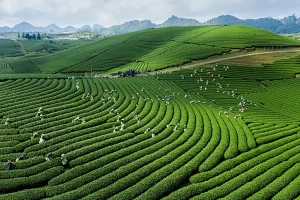 Mộc Châu – Viên ngọc xanh giữa lòng Tây Bắc sở hữu vẻ đẹp kỳ vĩ xứng danh “Điểm đến thiên nhiên hàng đầu châu Á 2022”