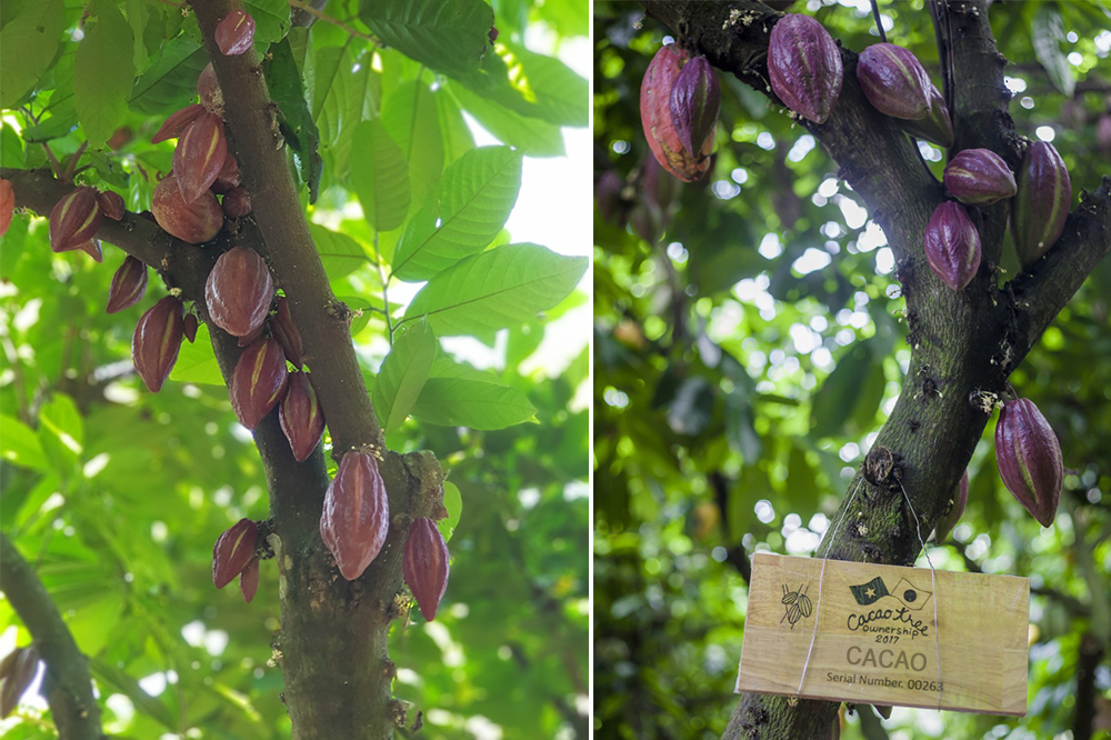 cacao trong duc