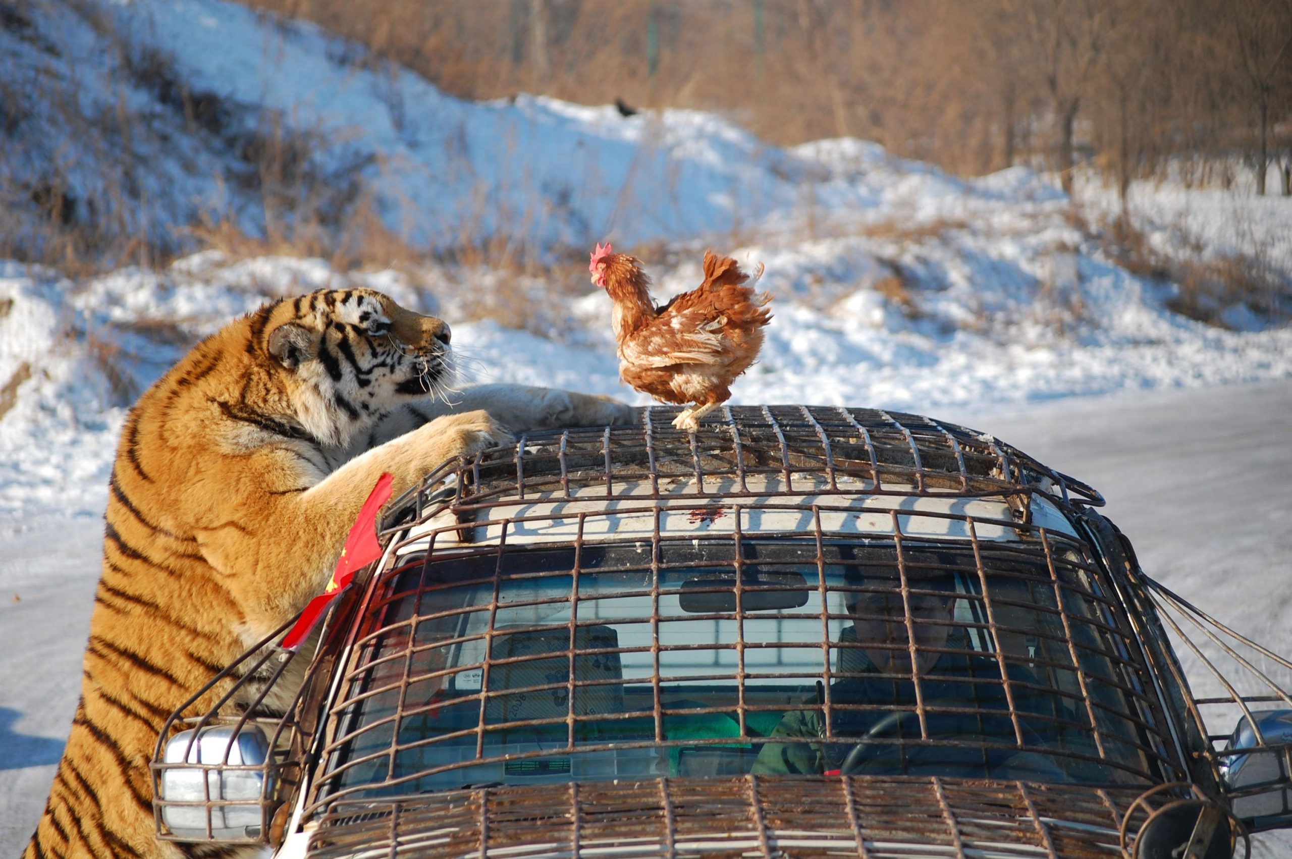 Siberian Tiger Park scaled