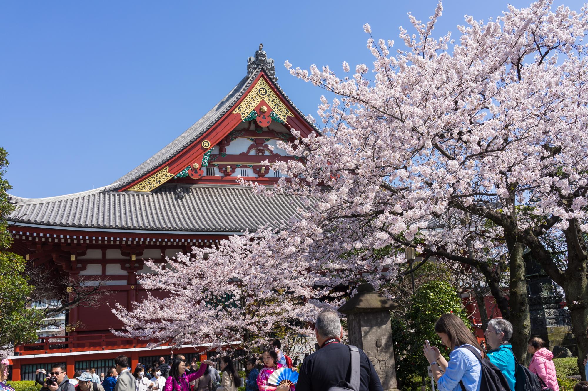 Asakusa temple cherry blossom