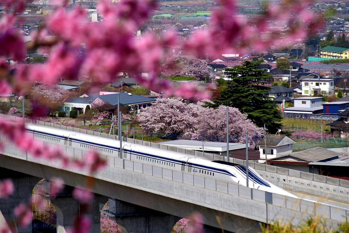 shinkansen cherry blossom