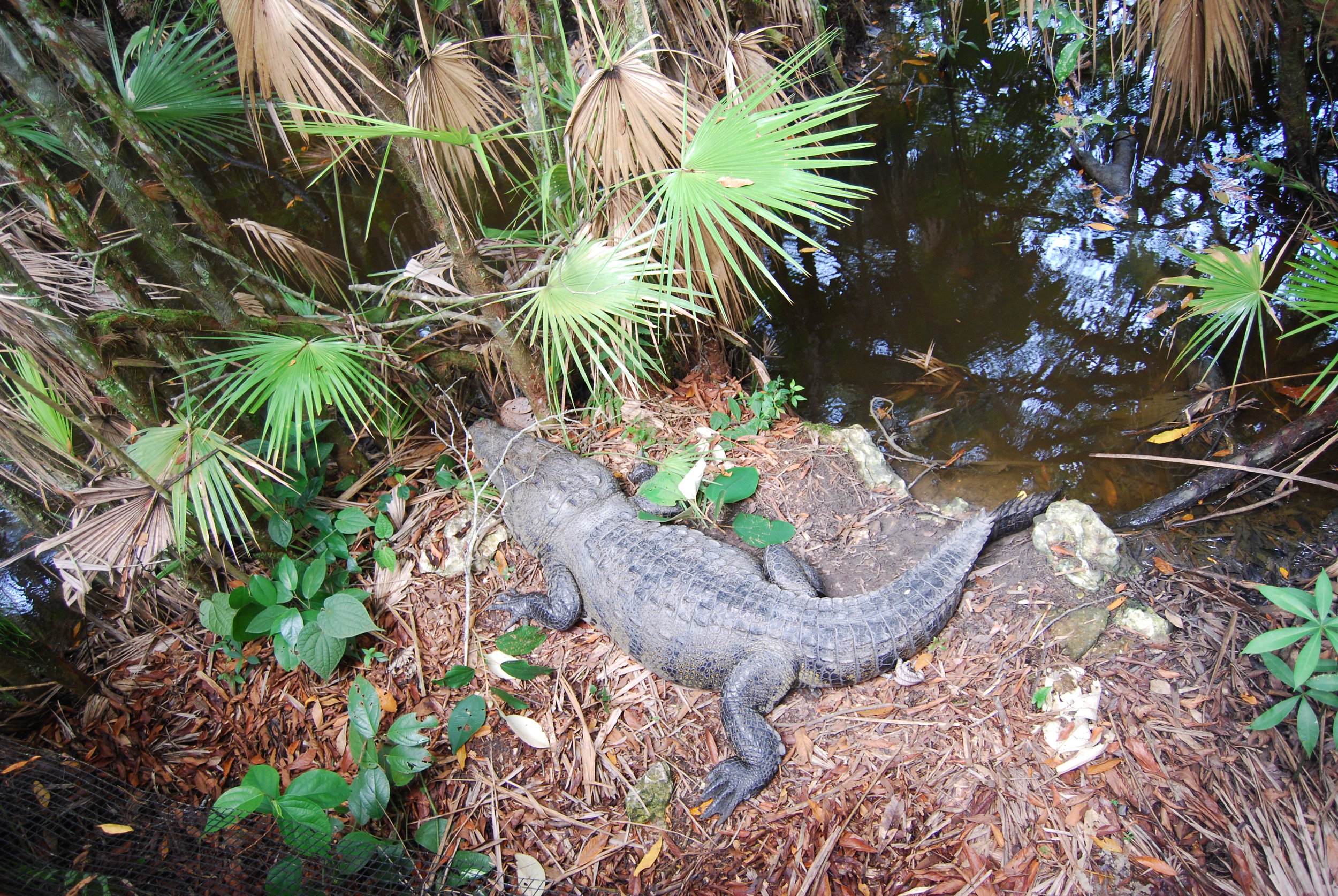 Crocodile Belize Zoo