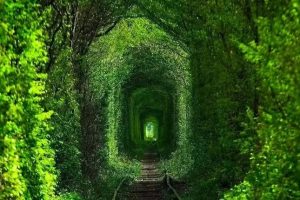 Tunnel of Love (Ukraine): Đường hầm tình yêu thơ mộng nhất châu Âu, đẹp như cổ tích