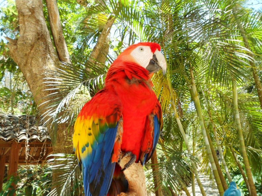 macaw mountain bird park