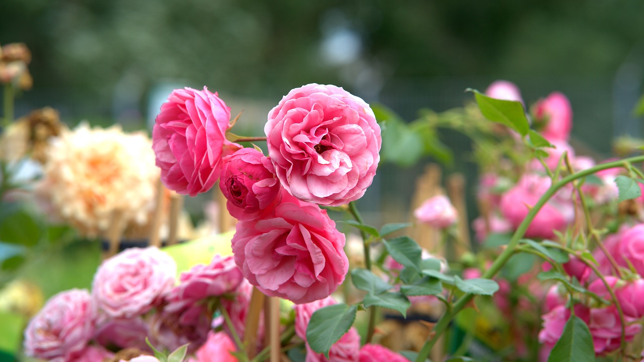 rose garden Kazanluk 1