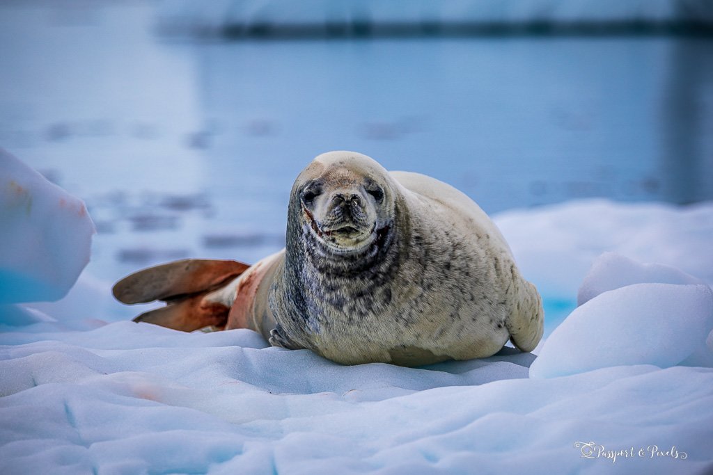 seal antarctic