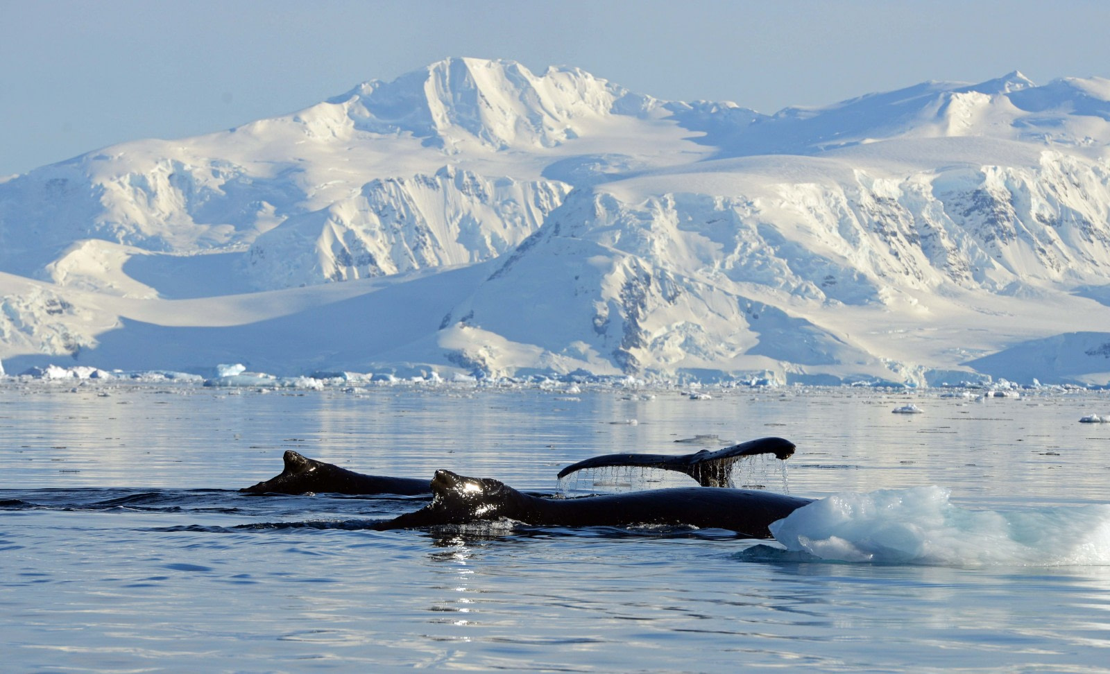 whales Antarctica 2