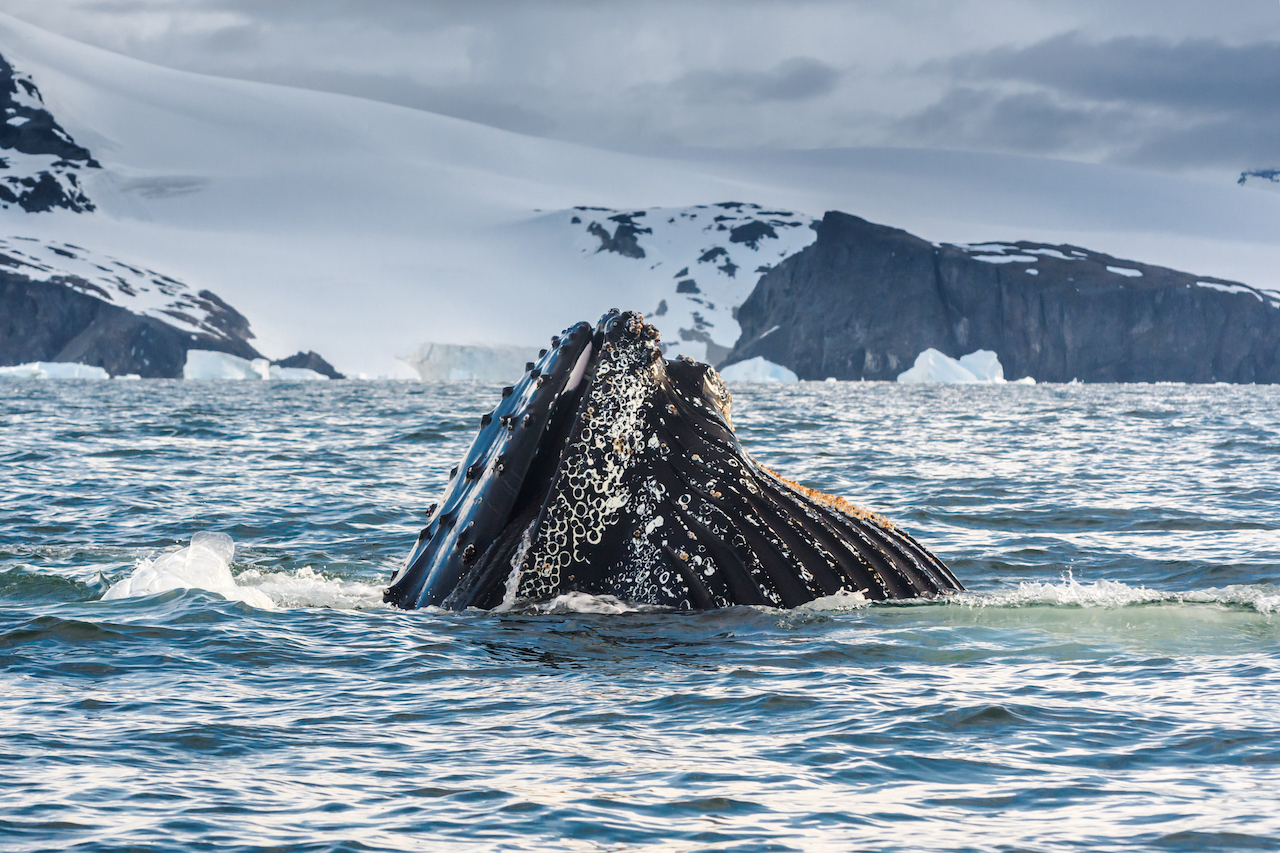 whales Antarctica