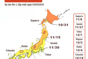 🍁 LỊCH DỰ BÁO NGẮM LÁ ĐỎ, LÁ VÀNG NĂM 2024 TẠI NHẬT BẢN 🍁